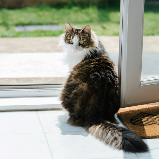 🐾 The Future of Cat Care: How MUBVIEW Camera Becomes Your Feline's 24/7 Guardian