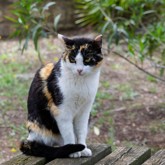 Pet Monitoring: Beyond Basic Cameras & Pet Sitters, Is There a Better Choice?