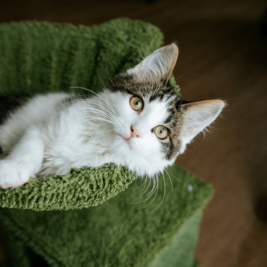 The Future of Feline Care: How AI-Powered Cameras Are Revolutionizing Cat Ownership