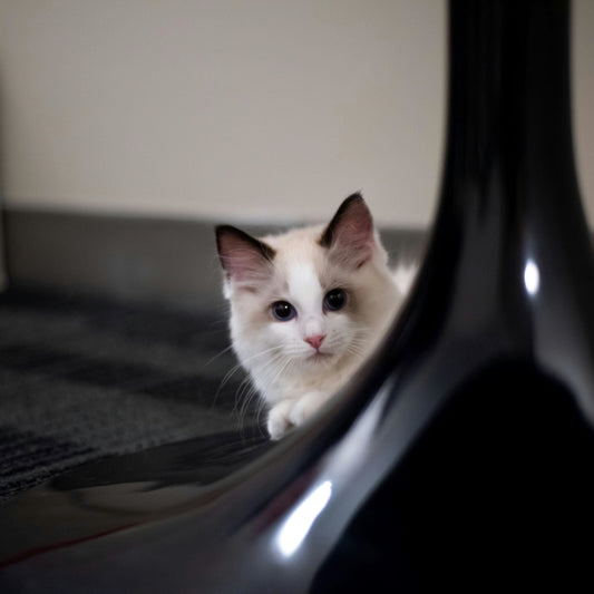 🐱 Your Cat's New Best Friend: The MUBVIEW Smart Camera That Actually Understands Felines