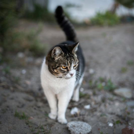 Best Wireless 5MP Pet Camera for Dog & Cat Owners: 6 Reasons to Add It to Your Shopping List