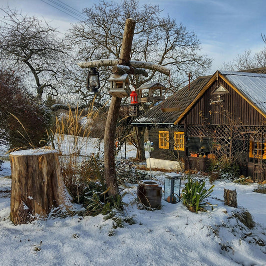 See, Hear, and Care for Home from Anywhere: Your All-in-One Indoor Companion