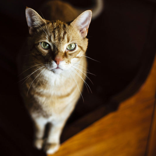 No Subscription Pet Camera with 5MP HD, 2-Way Audio & Night Vision - The Ultimate Indoor Monitor for Dogs & Cats